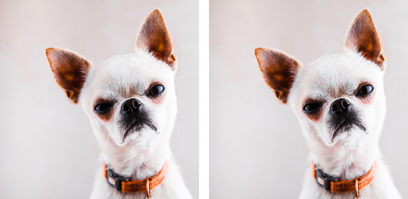 two copies of an image of a white short-haired chihuaha looking very cross against a blank background. his name is Buster. he is very mad indeed at terrible alcohol policy.