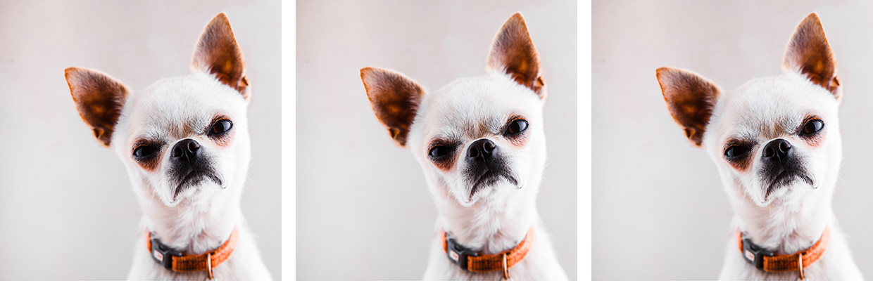three copies of an image of a white short-haired chihuaha looking very cross against a blank background. his name is Buster. he is very mad indeed at terrible alcohol policy.