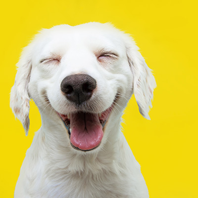 a very happy white labrabor retriever against a yellow background. This is Sergio. He is an advocate for healthy communities in California, and he has smelled a victory for prevention.