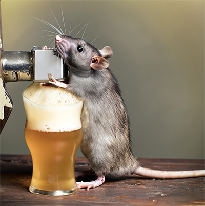 On a yellow-green background, a rat stands atop a weathered wooden bar trying to drink from a beer tap, next to a foamy sample glass